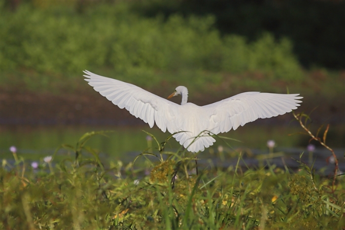 _800Mt Borradaile - Cooper Creek_5747_m_3_Egret